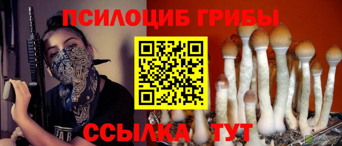 Алексин  Псилоцибиновые грибы Psilocybine cubensis  Вход с VPN 